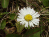 Daisy (Bellis perennis)