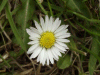 Daisy (Bellis perennis)
