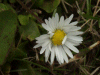 Daisy (Bellis perennis)
