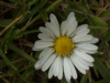 Daisy (Bellis perennis)