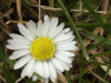 Daisy (Bellis perennis)