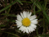 Daisy (Bellis perennis)