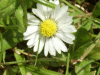 Daisy (Bellis perennis)