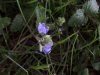 Germander Speedwell (Veronica chamaedrys)