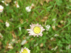 Daisy (Bellis perennis)