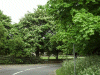 Trees in front of the Daresbury Village Church