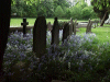 Blue and white bluebells in the Darebsury Church graveyard