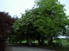 Leafy lane and meadows of Daresbury