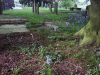 Bluebells in the Darebsury Church graveyard