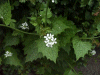 Holly (Ilex aquifolium) - maybe Woodruff (Galium odoratum)