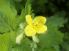 Greater Celandine (Chelidonium majus) or Opposite-Leaved Golden-Saxifrage (Chrysosplenium opposititfolium)