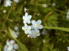 Forget-me-nots (Myosotis scorpioides)