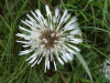 Dandelion seedhead of morning