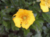 Buttercups (Ranunculus bulbosus)