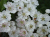 Hawthorn flowers (Crataegus monogyna)