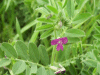 Common Vetch (Vicia sativa)