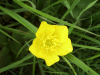 Buttercup (Ranunculus bulbosus)