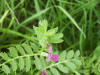 Common Vetch (Vicia sativa)