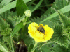 Fly feeding on Buttercup (Ranunculus bulbosus)