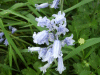 Bluebells (Hycanthinoides non-scripta)