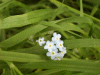 Forget-me-nots (Myosotis scorpioides)