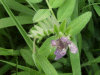 Tufted Vetch (Vicia cracca)