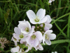 Cuckoo Flowers (Cardamine pratensis agg)