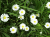 Daisies (Bellis perennis)