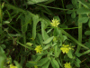 Black Medick (Medicago lupulina)