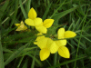 Common Bird's-foot trefoil (Lotus corniculatus)