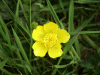 Buttercup (Ranunculus bulbosus)