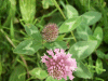 Red Clover (trefolium repens)
