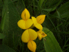 Common Bird's-foot trefoil (Lotus corniculatus)