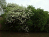 Hawthorn bush next to the George Gleaves Bridge