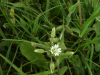 Budding Stitchwort (Stellaria holostea)