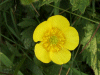 Buttercup (Ranunculus bulbosus)