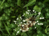 Ribwort Plantain (Plantago laceolata)