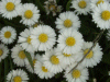 Daisies (Bellis perennis)