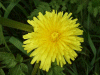 Dandelion (Taraxacum officinale)