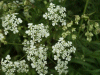 Cow Parsley (Anthriscus sylvestris)