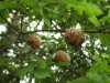 Not Conkers on a Conker tree!