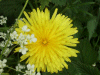 Dandelion (Taraxacum officinale) and Cow Parsley (Anthriscus sylvestris)