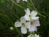 Cuckoo Flowers (Cardamine pratensis agg)