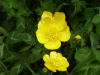 Buttercups (Ranunculus bulbosus)