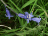 Bluebells (Hycanthinoides non-scripta)