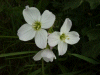 Cuckoo Flowers (Cardamine pratensis agg)