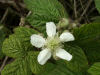 Blackberry/Bramble (Rubus fructicosus)
