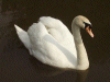 Mute Swan on the canal