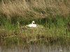Nesting Mute Swan on the Canal