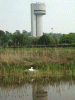 Nesting Mute Swan on the Canal and NSF Tower